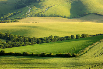 Картинка природа поля деревья