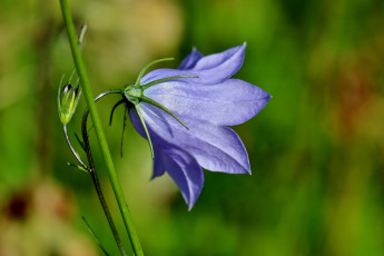 Картинка цветы колокольчики колокольчик