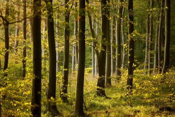 Картинка природа лес деревья