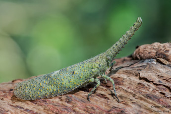 Картинка животные бабочки +мотыльки +моли фон мотылёк макро