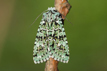 Картинка животные бабочки +мотыльки +моли макро фон моль