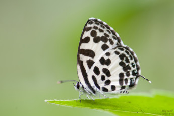 Картинка животные бабочки +мотыльки +моли усики крылья бабочка макро фон