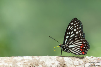 Картинка животные бабочки +мотыльки +моли усики крылья бабочка макро фон