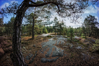 Картинка природа лес редколесье