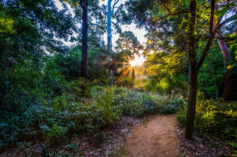 Картинка природа восходы закаты рассвет лес