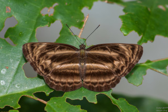 Картинка животные бабочки +мотыльки +моли усики крылья бабочка макро фон