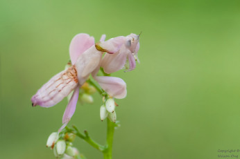Картинка животные богомолы макро розовый богомол фон
