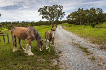 Картинка животные лошади лошадки