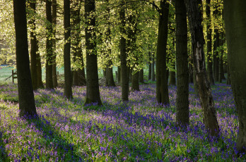 Картинка природа лес цветы весна