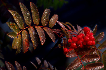 Картинка природа Ягоды +рябина рябина