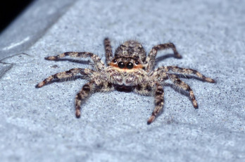 Картинка животные пауки джампер лапки паук