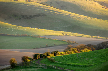 Картинка природа поля