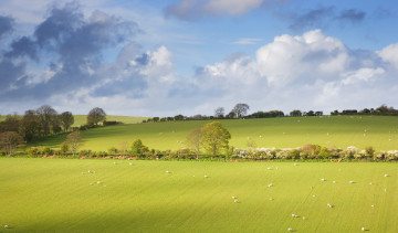 Картинка природа поля небо луг облака