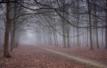 Картинка природа дороги дорога лес утро