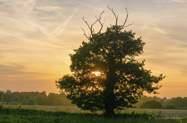 Обои картинки фото природа, восходы, закаты, дерево, восход, утро