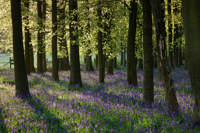 Обои картинки фото природа, лес, цветы, весна