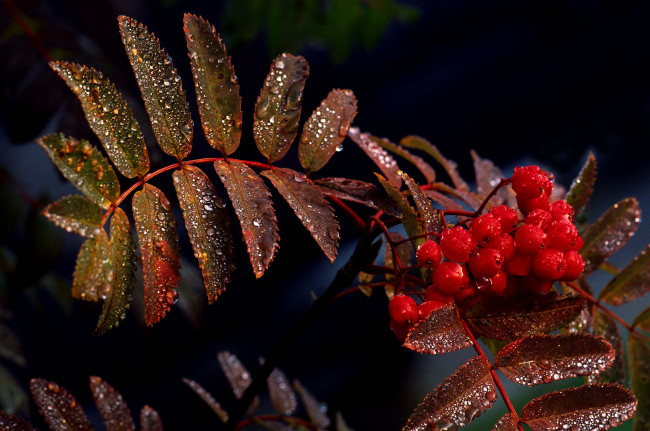 Обои картинки фото природа, Ягоды,  рябина, рябина