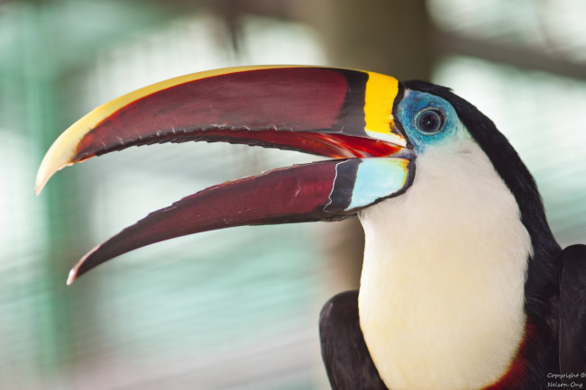 Обои картинки фото животные, туканы, портрет, птица, клюв, тукан