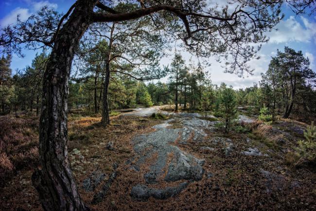 Обои картинки фото природа, лес, редколесье