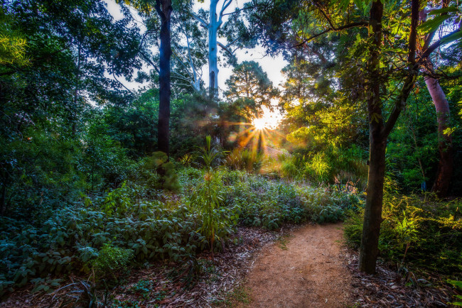 Обои картинки фото природа, восходы, закаты, рассвет, лес