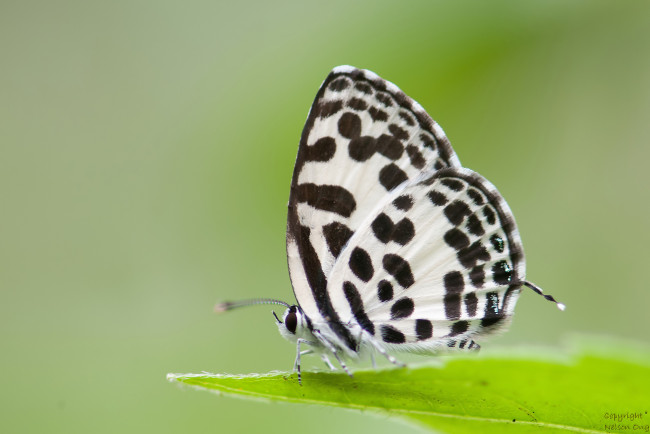 Обои картинки фото животные, бабочки,  мотыльки,  моли, усики, крылья, бабочка, макро, фон