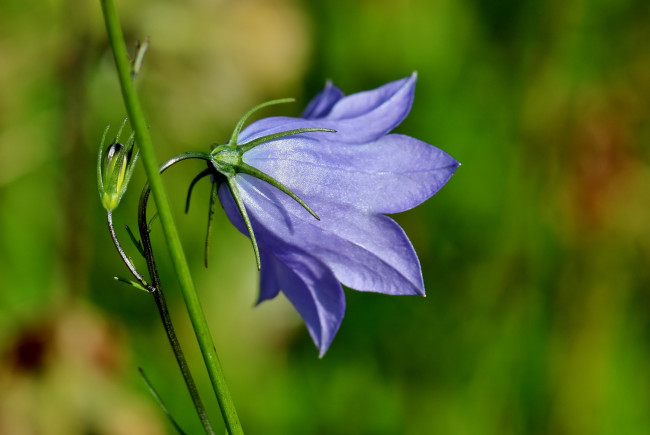 Обои картинки фото цветы, колокольчики, колокольчик