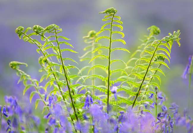 Обои картинки фото природа, листья, папоротник