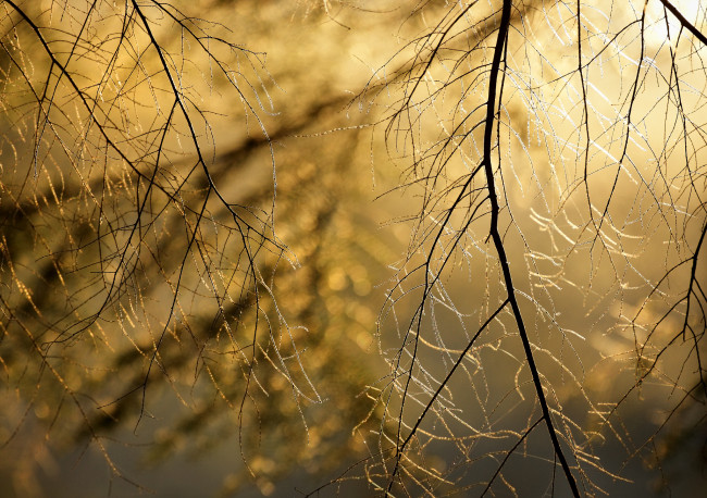 Обои картинки фото природа, деревья, веточки, фон, боке