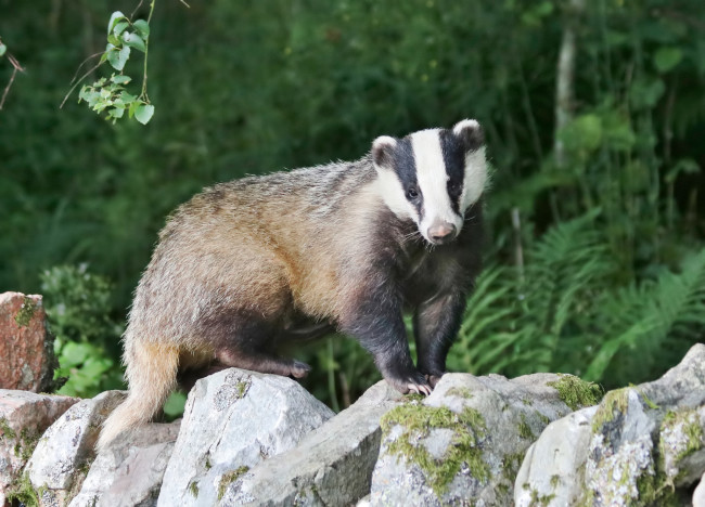Обои картинки фото животные, барсуки, барсук