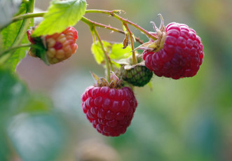 Картинка природа Ягоды дача десерт красота лакомство малина осень позитив сентябрь сладко урожай услада ягоды