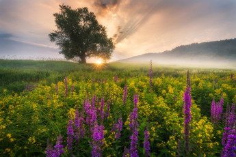 Картинка природа луга простор