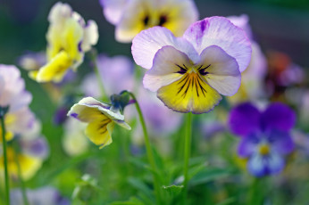 Картинка цветы анютины+глазки+ садовые+фиалки анютины глазки флора фиалки красота растения многолетники макро лето июнь двулетники дача виола ассоциации природа