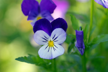 Картинка цветы анютины+глазки+ садовые+фиалки анютины глазки виола дача двулетники красота макро многолетники осень природа растения сентябрь фиалки флора цветок