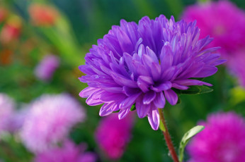 Картинка цветы астры дача красота однолетники осень природа растения сентябрь сиреневый цвет флора