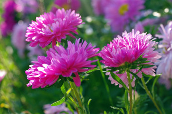 Картинка цветы астры дача красота однолетники осень природа растения розовый цвет флора