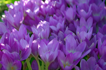 Картинка цветы крокусы безвременник дача красота лепестки луковичные множество осень природа радость растения сентябрь сиреневый цвет флора