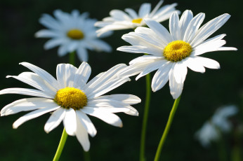 Картинка цветы ромашки белоснежность белый цвет дача красота лето макро нежность позитив природа растения флора