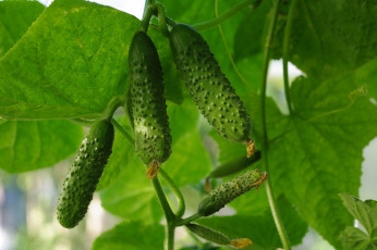 Картинка природа плоды дача зелёный цвет овощи огород огурцы огурчики осень сентябрь урожай