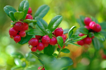 Картинка природа Ягоды август брусника красота лес лесные ягоды лето макро множество растения