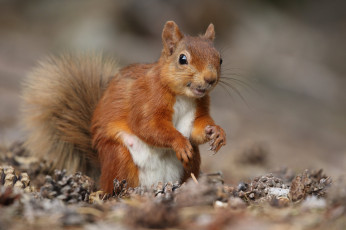 Картинка животные белки белка ушка лапки хвостик милашка