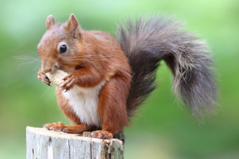 Картинка животные белки белка ушка лапки хвостик милашка