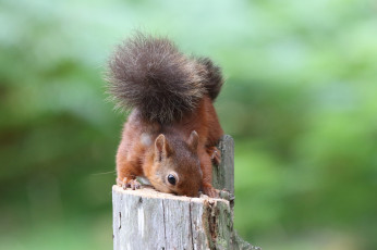 Картинка животные белки белка ушка лапки хвостик милашка