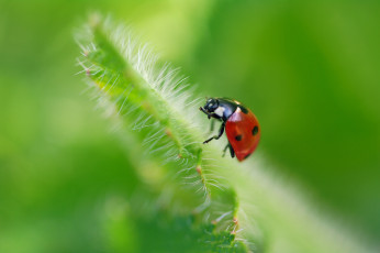 Картинка животные божьи+коровки божья коровка горошек дача жуки июль красота лепестки лето макро насекомые природа растения флора