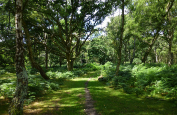 Картинка природа дороги простор