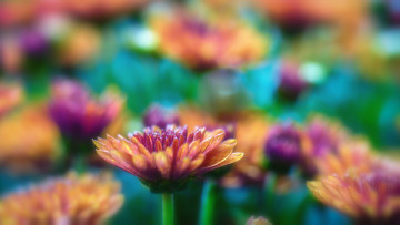 Картинка цветы хризантемы лепестки цветение