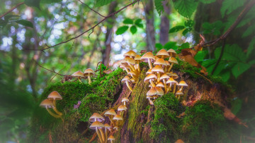 Картинка природа грибы лес мох