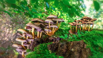 Картинка природа грибы мох лес