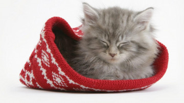 Картинка животные коты шапка серый котенок