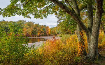 Картинка природа реки озера осень деревья