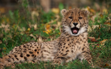 Картинка животные гепарды взгляд